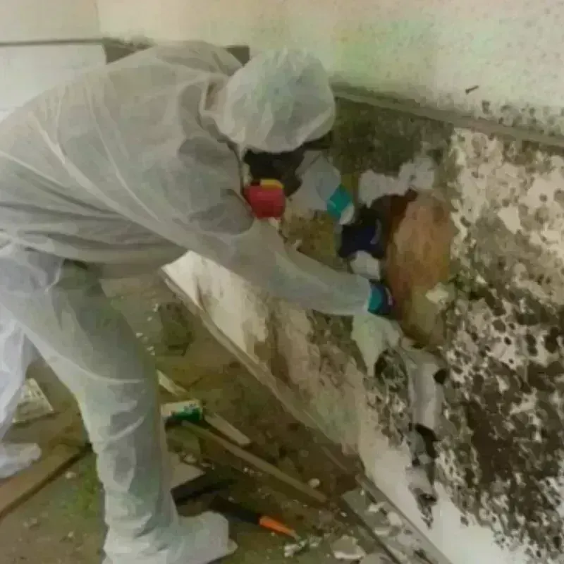 Mold Remediation and Removal in Tustin, CA